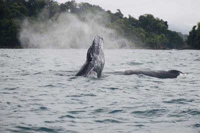 View of turtle in the sea