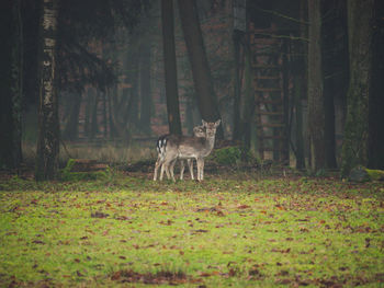 View of a forest