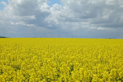 Scenic view of oilseed rape field against cloudy sky