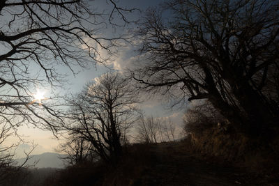 Low angle view of silhouette trees against sky during sunset