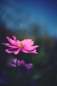 Close-up of pink cosmos flower