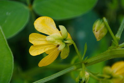 Close-up of yellow flowering plant