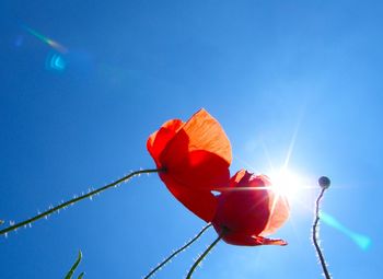 Low angle view of poppies blooming against bright sky
