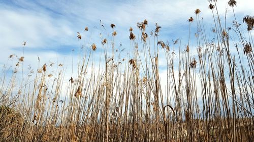 Plants on field against cloudy sky