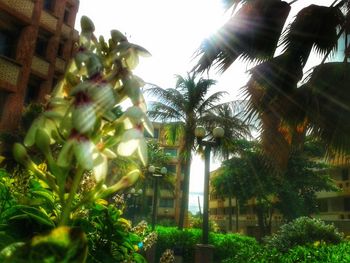 Low angle view of palm trees against sky