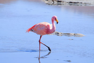 Bird on a lake