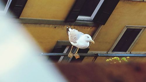 bird