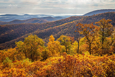 Trees on landscape against sky during autumn