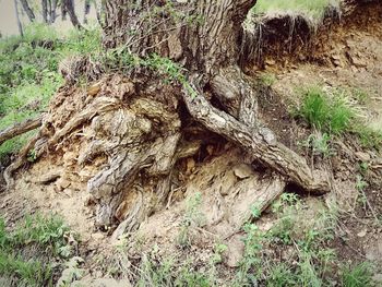 View of tree trunk in forest