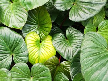 Full frame shot of leaves