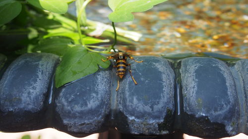 Close-up of bee on leaf