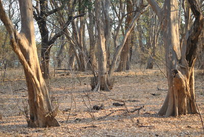 Trees in forest