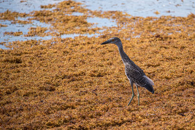 View of bird on land