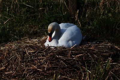High angle view of swan in nest