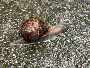 snail