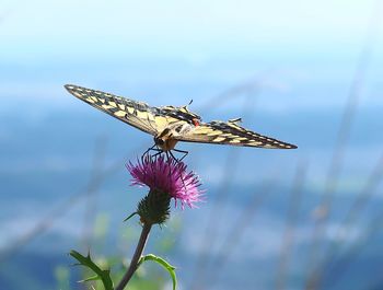 Close-up of butterfly pollinating on flower