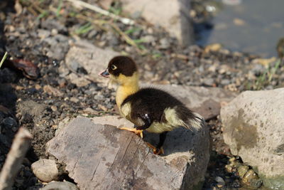 View of a bird on rock