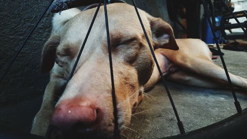 Close-up of dog sleeping
