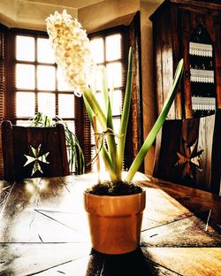 Close-up of potted plants