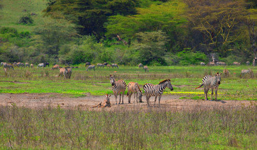 Giraffes on field