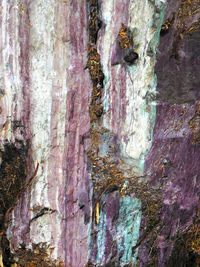 Close-up of tree trunk