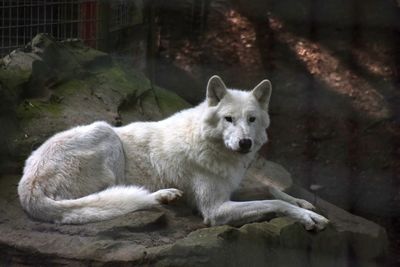 White wolf resting on rock