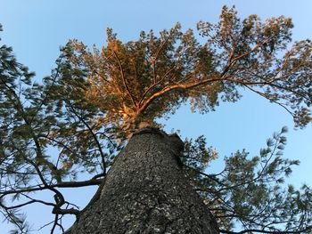 Low angle view of tree against sky