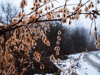 Close-up of dry leaves on snow covered tree