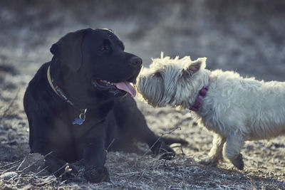 Playful dogs on field