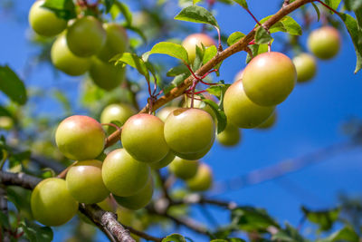 Close-up of fruits growing on tree