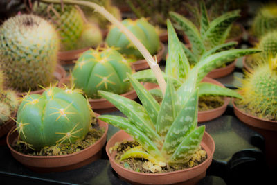 Close-up of potted cactus plants in rack at market