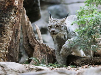 Lynx walking by tree at zoo