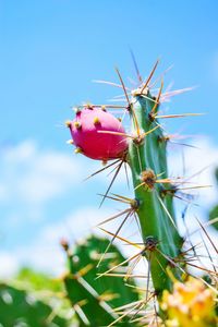 Close-up of prickly pear cactus