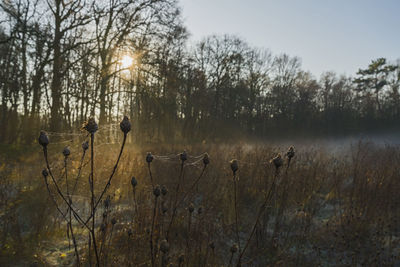 View of plants on field against sky