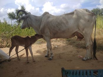 Horses standing in ranch