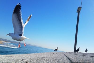 Seagulls flying over beach against clear blue sky