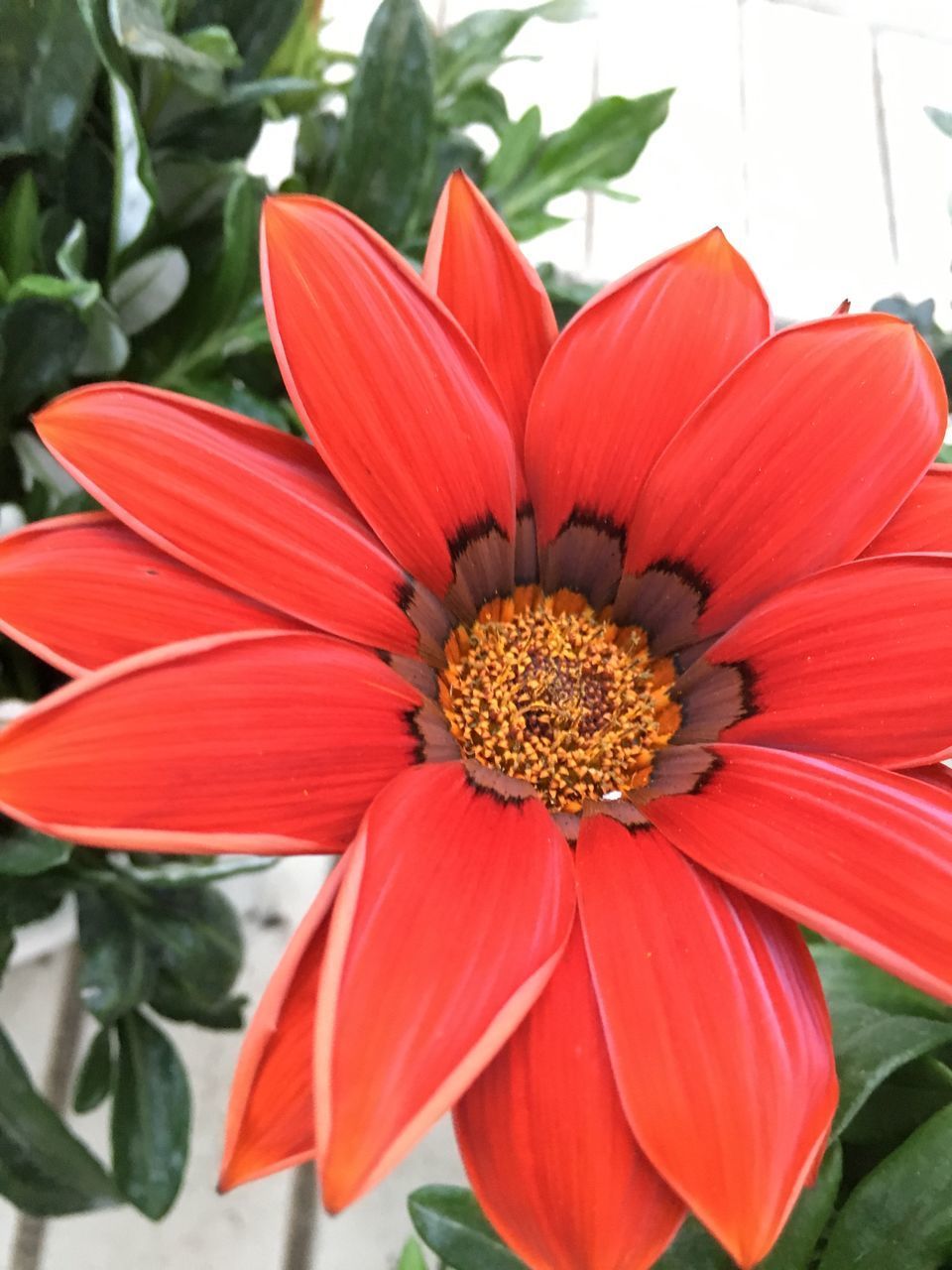 CLOSE-UP OF RED HIBISCUS BLOOMING