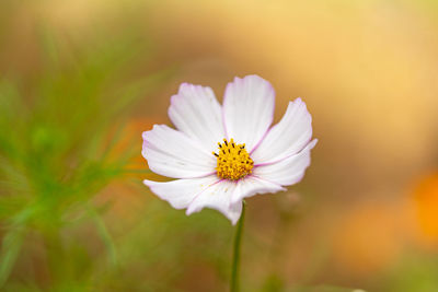 Close-up of white cosmos flower
