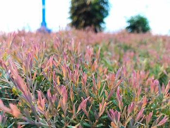 Close-up of plants growing on field against sky