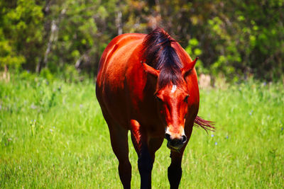 View of a horse on field