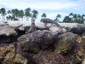 View of trees on beach against sky