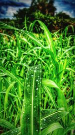 Close-up of grass growing on field