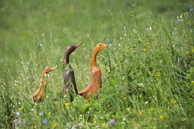 Close-up of bird on grass