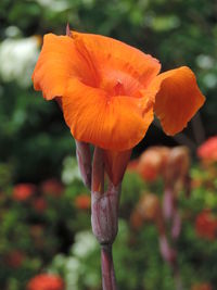 Close-up of orange flower