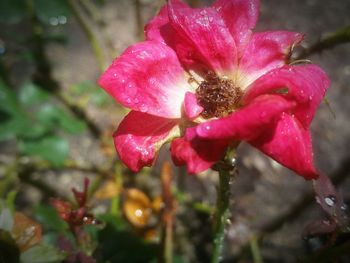 Close-up of wet pink rose blooming outdoors