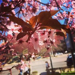 Low angle view of cherry blossoms against sky