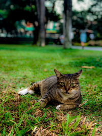 Portrait of a cat resting on field