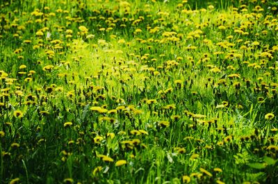 Full frame shot of flowering plants on field