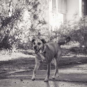 Portrait of dog