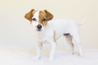 Portrait of dog standing against white background